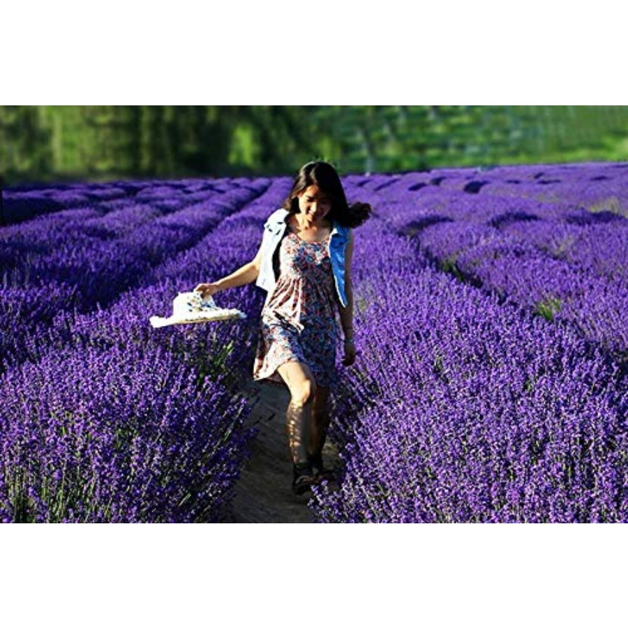 Lavender Sachet Bags, Natural  - Fragrance Home Decor 리뷰 및 가격